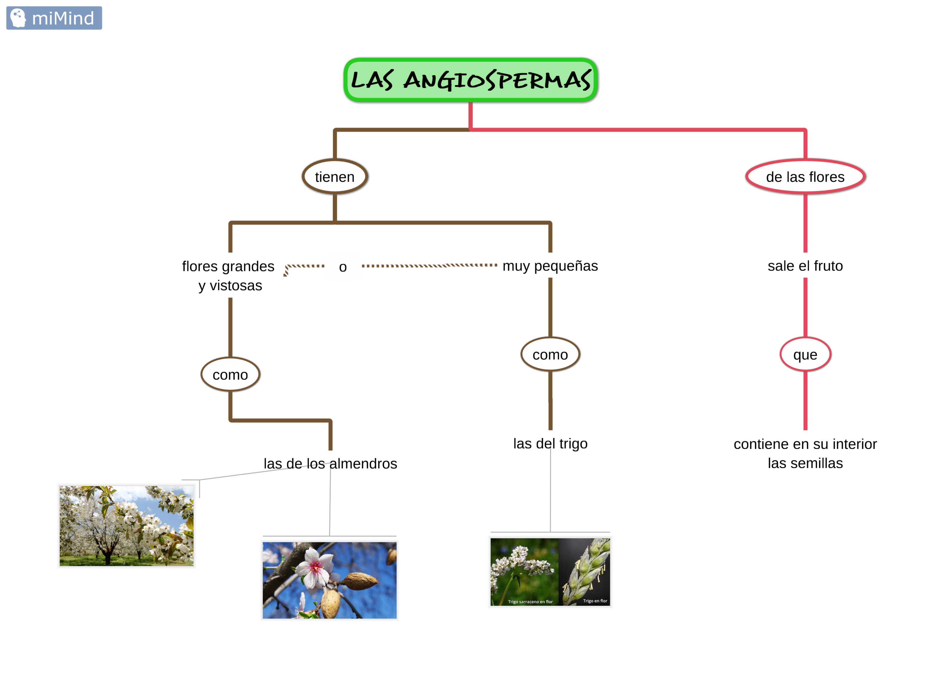 angiospermas