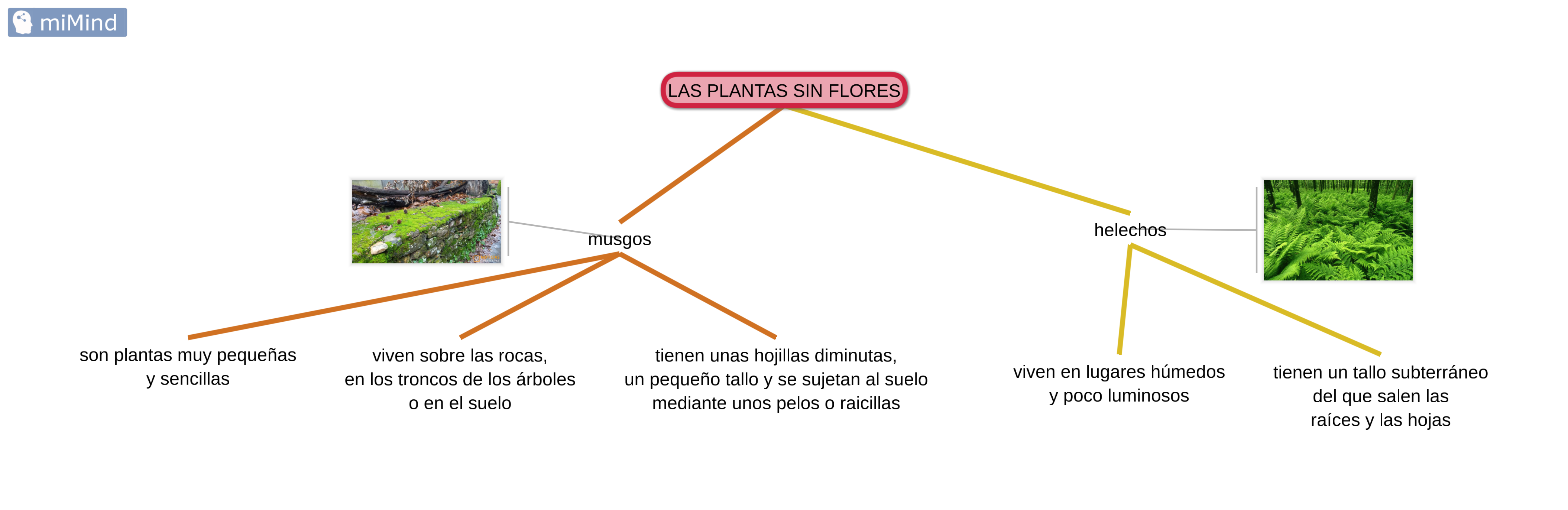 sin flores