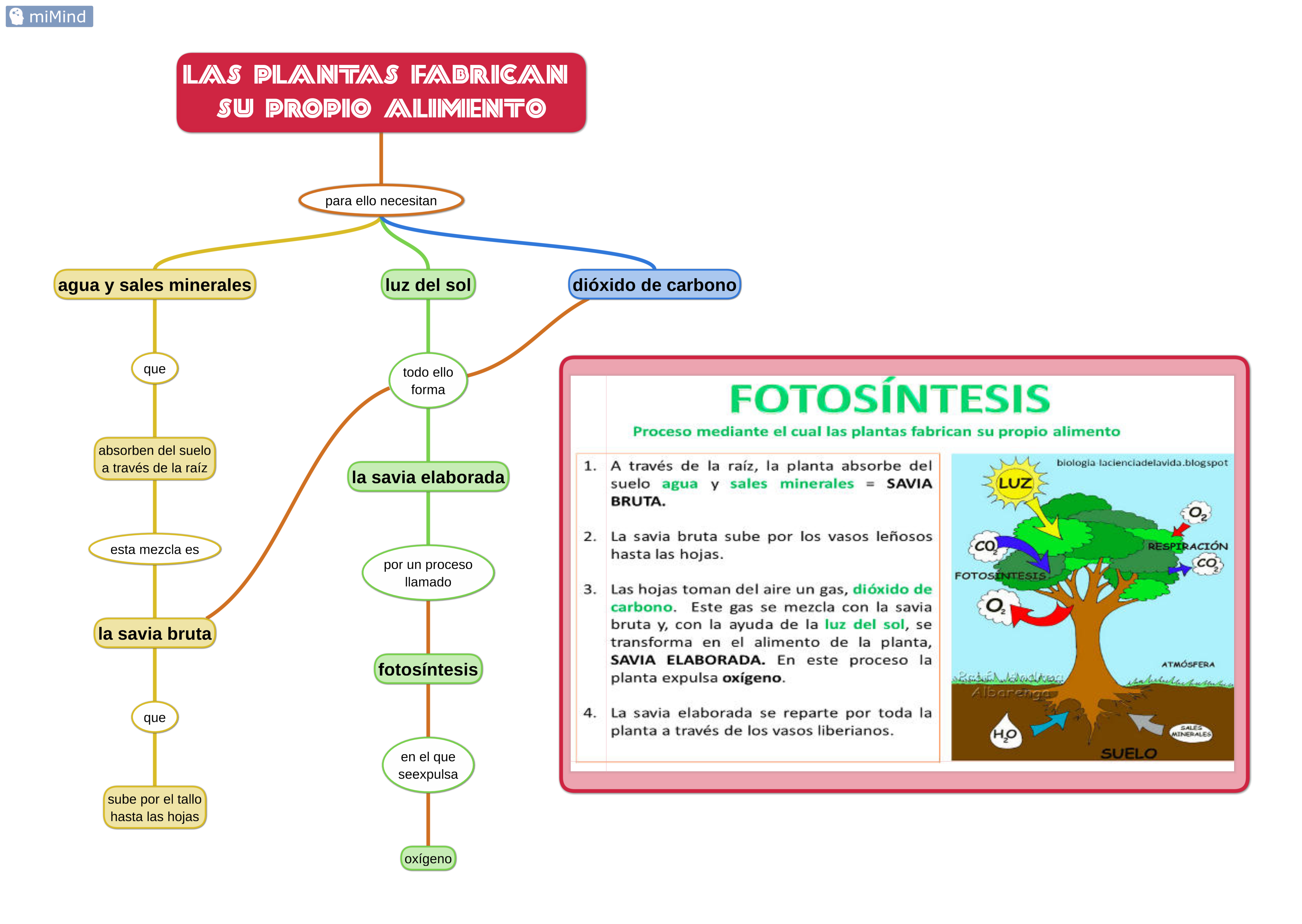 fotosintesis