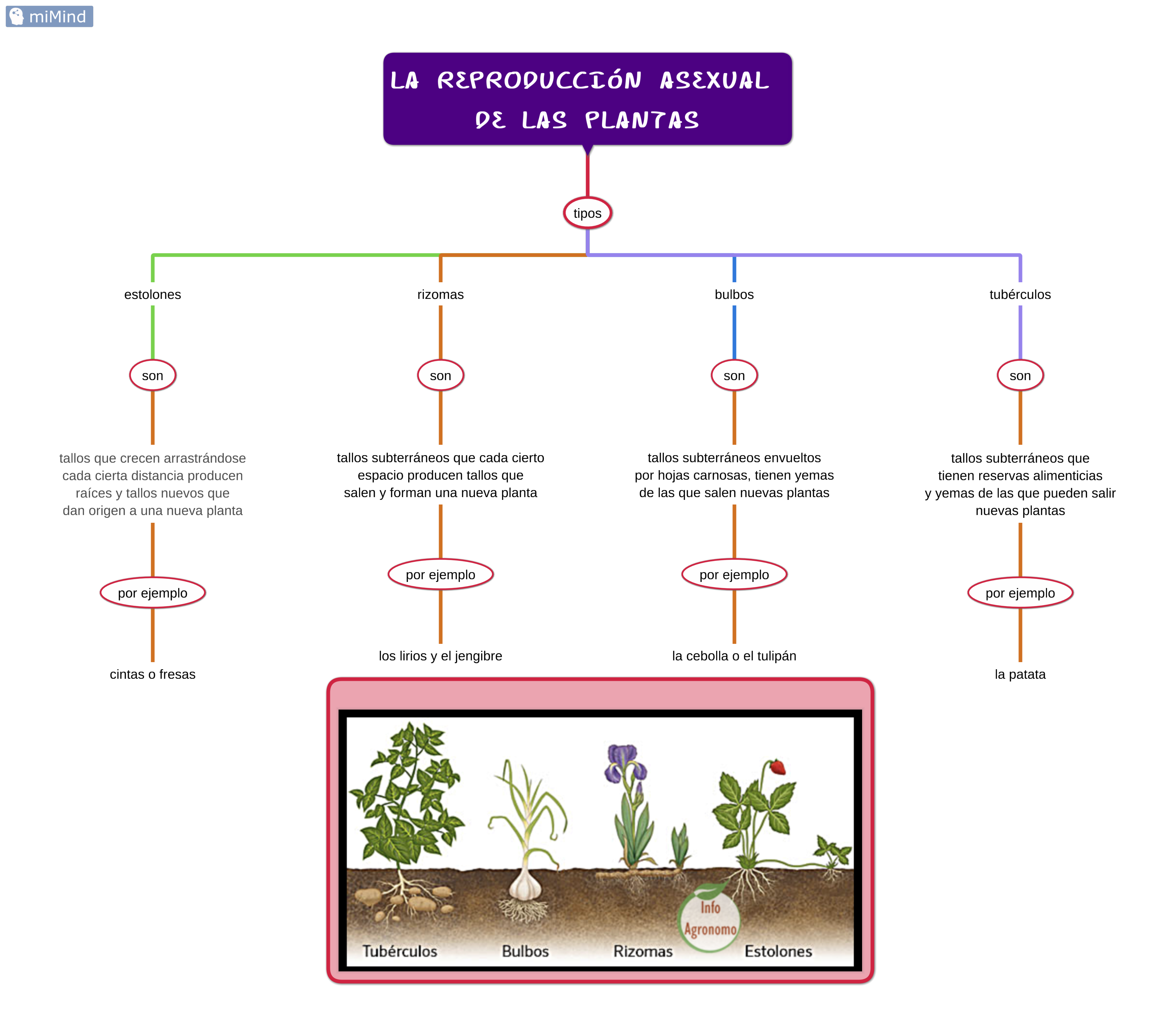 reproducción asexual plantas