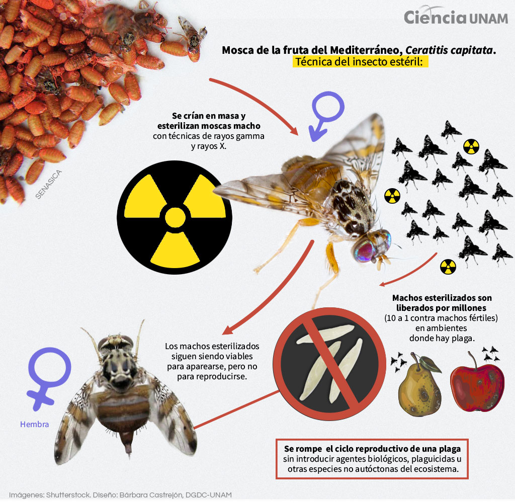 Esterilizacion De Insecto